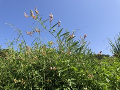 Codariocalyx motorius