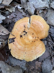 Lactarius peckii
