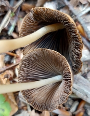 Parasola conopilea