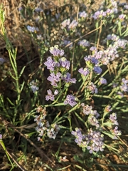 Limonium sinuatum