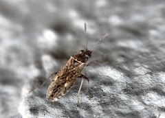 Nysius simulans