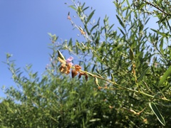 Codariocalyx motorius