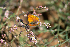 Lycaena thersamon