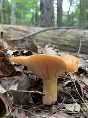 Lactarius peckii
