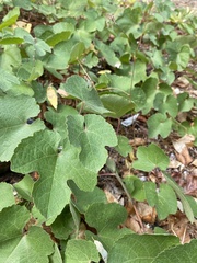 Vitis californica