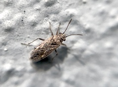 Nysius simulans
