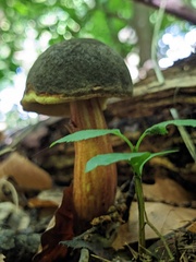 Xerocomellus pruinatus