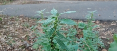 Parietaria officinalis