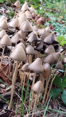 Parasola conopilea