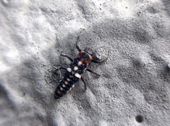 Eriopis connexa