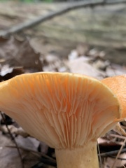 Lactarius peckii