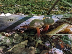 Xerocomellus pruinatus