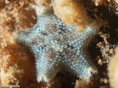 Asterina gibbosa