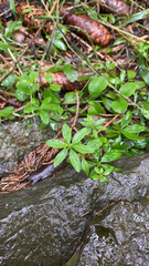 Galium triflorum