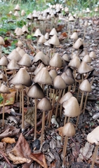 Parasola conopilea
