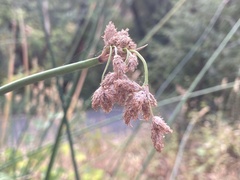 Schoenoplectus californicus