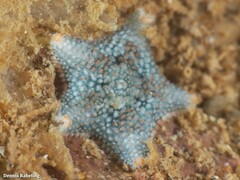 Asterina gibbosa