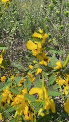 Chamaecrista fasciculata