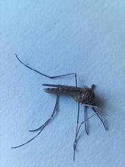 Culiseta longiareolata