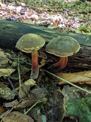 Xerocomellus pruinatus