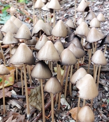 Parasola conopilea