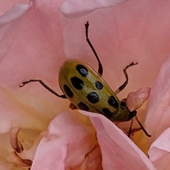 Diabrotica undecimpunctata