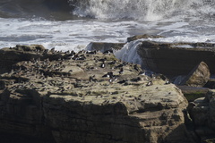 Calidris maritima