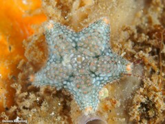 Asterina gibbosa