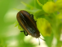 Microrhopala vittata