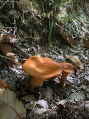 Omphalotus