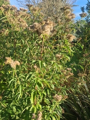 Eupatorium cannabinum