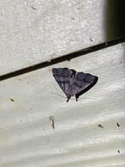 Phalaenostola larentioides