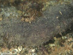 Holothuria mammata