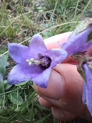 Campanula barbata