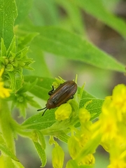 Microrhopala vittata