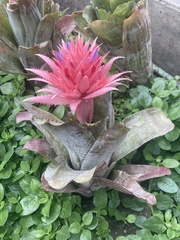 Aechmea fasciata