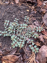 Euphorbia prostrata
