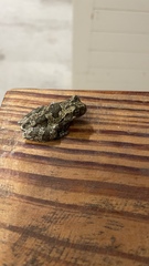 Hyla chrysoscelis