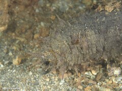 Holothuria mammata