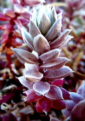 Chenolea diffusa