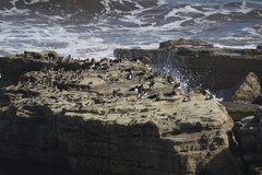 Calidris maritima