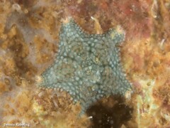 Asterina gibbosa