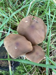 Laccaria bicolor