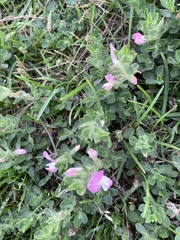 Ononis spinosa procurrens