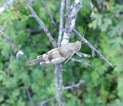 Oedipoda caerulescens