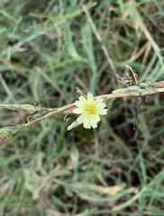 Lactuca saligna