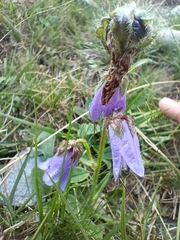 Campanula barbata