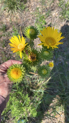 Grindelia ciliata