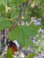 Acer monspessulanum