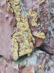 Chaenotheca ferruginea